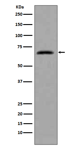 WB - CDC7 Antibody AP90296